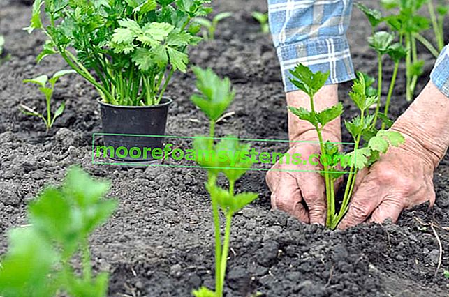 Sadnice celera korak po korak - kako i kada saditi celer?