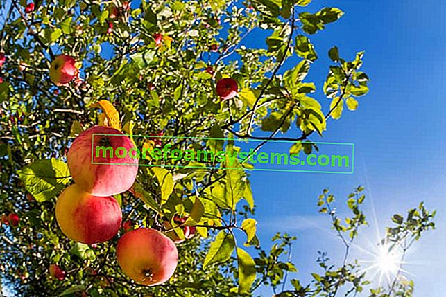 Jablka ve slunném jablečném sadu