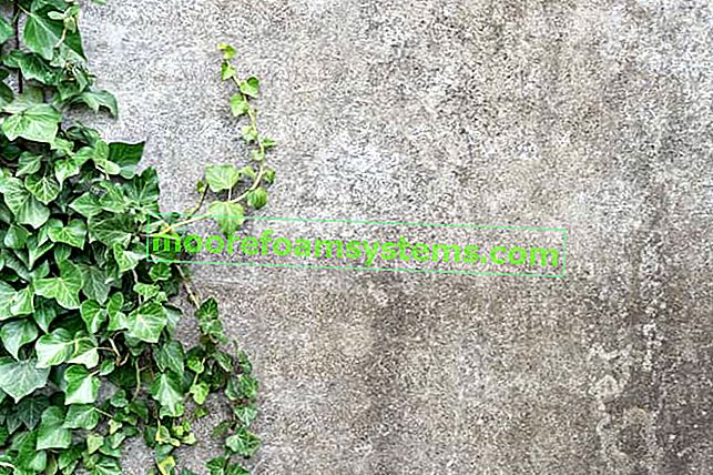 Irski bršljan (Hedera hibernica) - sadnja, uzgoj, njega