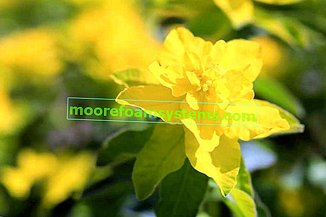 Euphorbia versa - opis, gojenje, nega, praktični nasveti