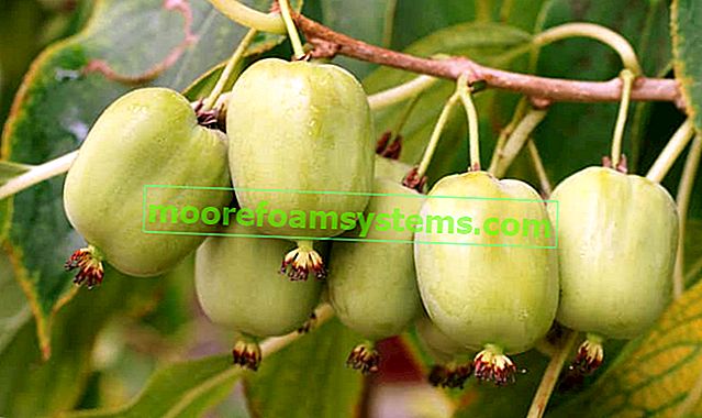 Китайско цариградско грозде (китайска актинидия) - отглеждане, грижи, произход
