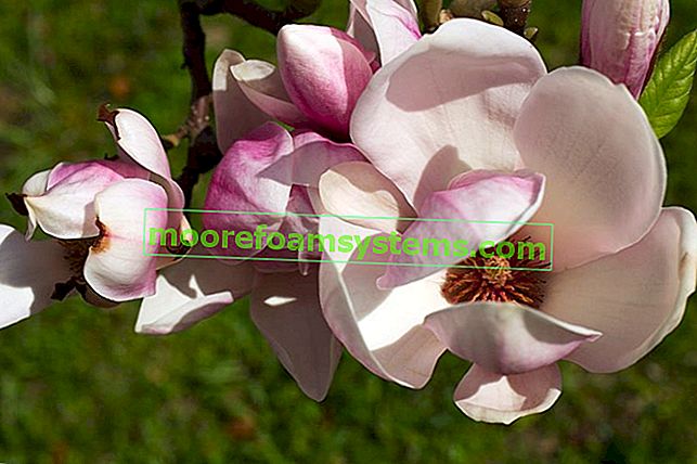 Magnolia Siebolda - plantation, culture, exigences, conseils 2