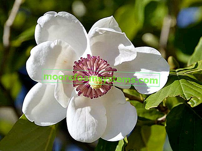 Magnolia Siebolda dans le jardin