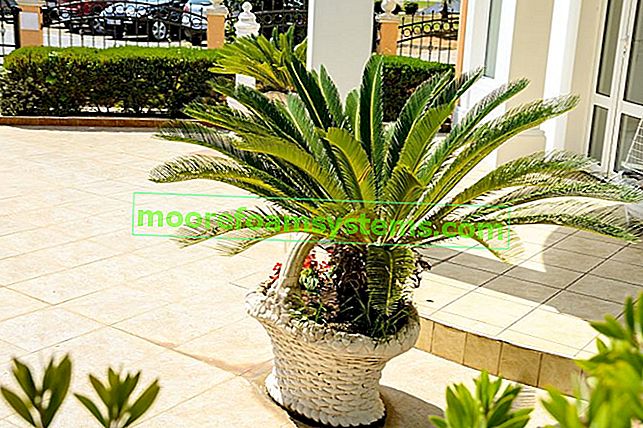 Kokosová palma v květináči - pěstování doma, péče, zalévání, cena 2