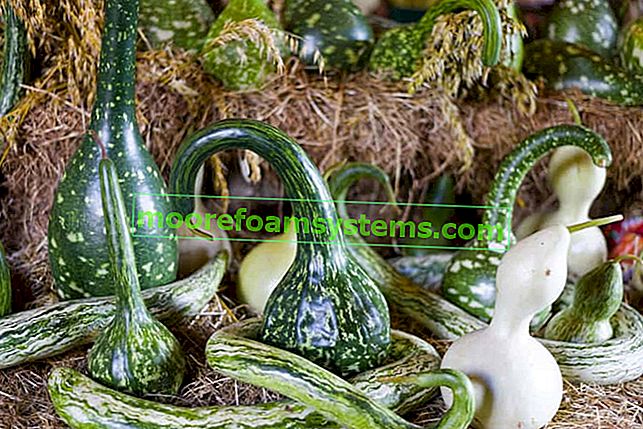 Kalebasse und ihr Anbau in Polen Schritt für Schritt - ein praktischer Leitfaden