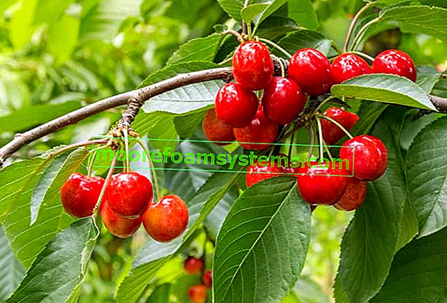 Cherry vega dans le jardin