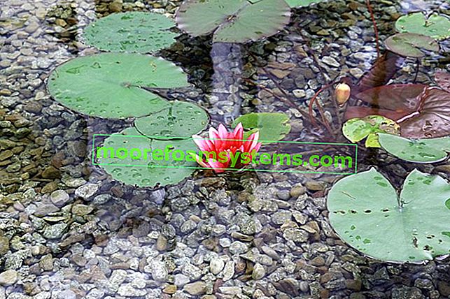 Nénuphar dans un étang - comment le planter et en prendre soin?  2