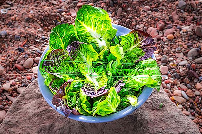 Salată română în grădină - soiuri, cultivare, îngrijire, udare