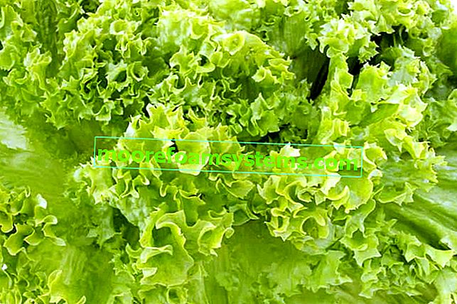 Romaine salata u vrtu - sorte, uzgoj, njega, zalijevanje