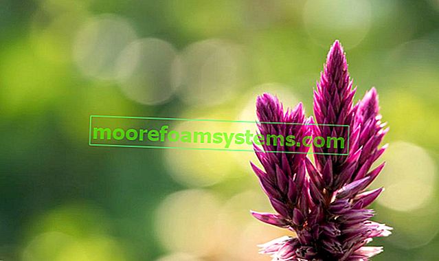 Crested Celosia und eine Nahaufnahme seiner Blüte während der Blüte sowie Kultivierung und Pflege