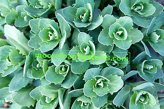 Stonecrop vagy óriási sztyepp zöld levelek formájában a virágzási időszakon kívül