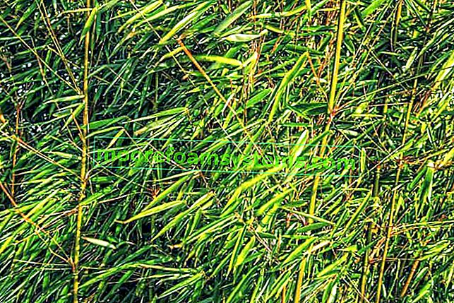 Bambusova trava - sorte, zahteve, gojenje, nega, nasveti