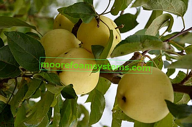 Ябълково дърво Papillon с плодове