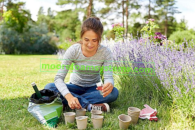 Lavendelpflanzung durch eine Frau im Garten sowie Lavendelanbau und -pflege