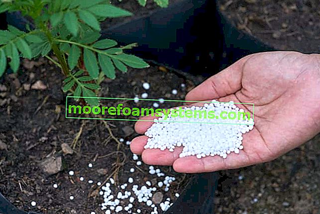 Hořčíková hnojiva - aplikace, dávkování, cena, praktické rady