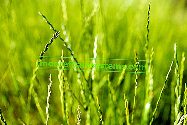 Loietto perenne (loietto inglese) - descrizione del tipo di erba, cultivar, semina, cura 2