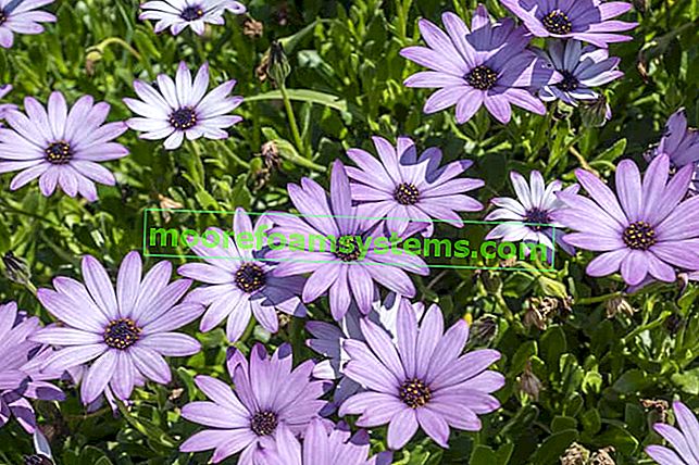 Jardin dimorphotica - une belle fleur - semis, culture, soins, conseils