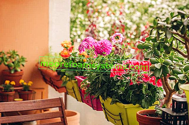 Dahlia v květináči na balkóně - péče, zalévání, praktické rady