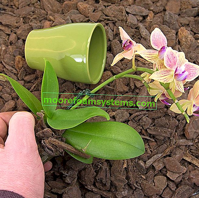 Cymbidium - un'orchidea popolare - coltivazione, cura, irrigazione, trapianto 2