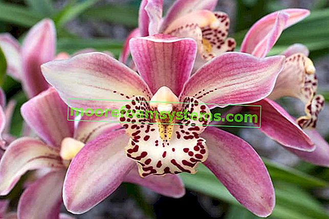 Die Cymbidium Orchidee während der Blüte