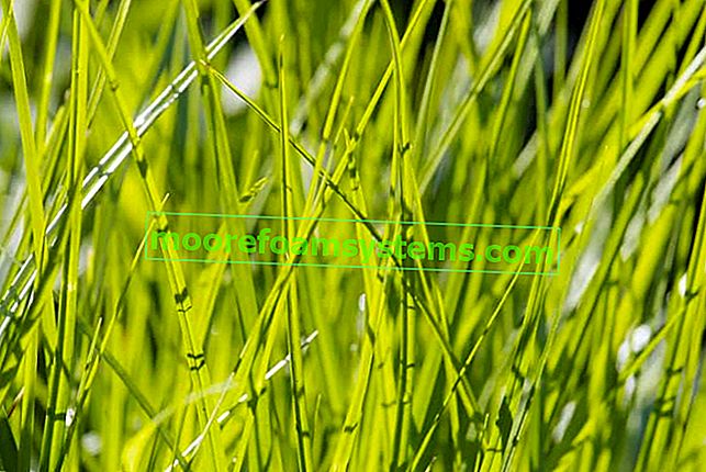Ostřice pižmová (Carex muskingumensis) - popis, pěstování na zahradě, tipy