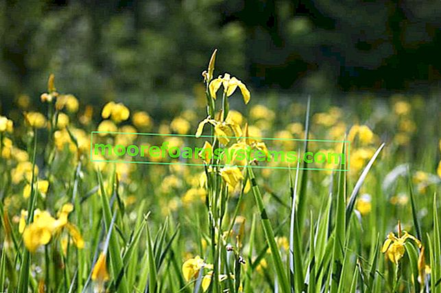 Rumena iris (rumena iris) - sorte, gojenje, oskrba, zanimiva dejstva