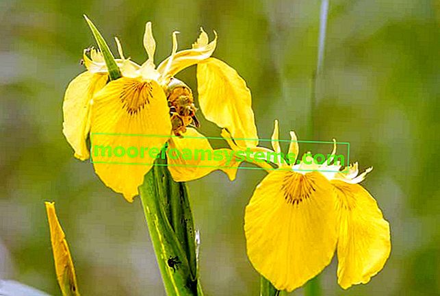 Žlutá iris (žlutá duhovka) - odrůdy, pěstování, péče, zajímavá fakta