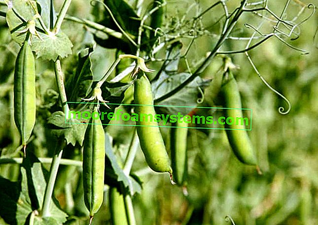 Coltivazione graduale dei piselli: varietà, semina, cura, raccolta