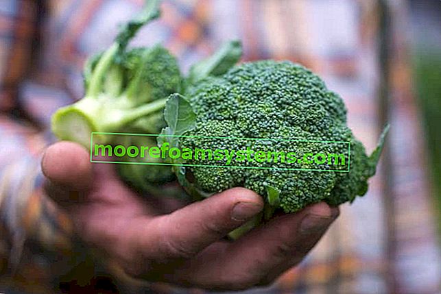 Pěstování brokolice v zahradě - odrůdy, výsadba, péče, nemoci