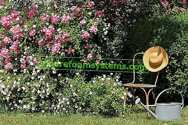 Bodendecker Rosen im Garten - Pflanzen, Pflege, Anbau 2