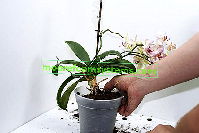 Orchidej během hnojení, to znamená hnojivo pro orchideje a hnojení orchidejí krok za krokem