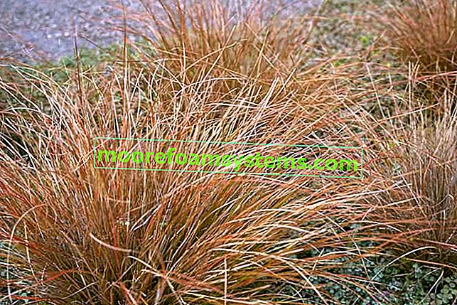 Ostřice buchanana (Carex buchananii) - popis, kultivace, péče, požadavky, poloha