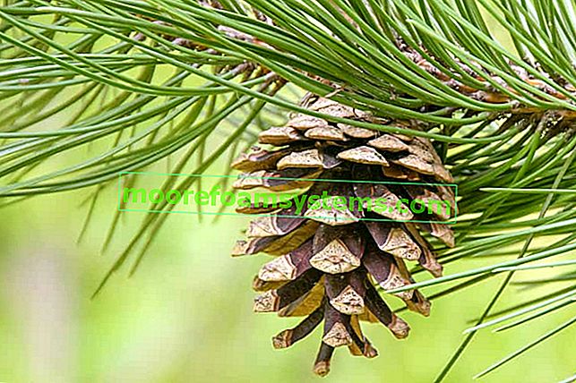 Černá borovice (Pinus nigra) - popis, výsadba, pěstování, péče, odrůdy