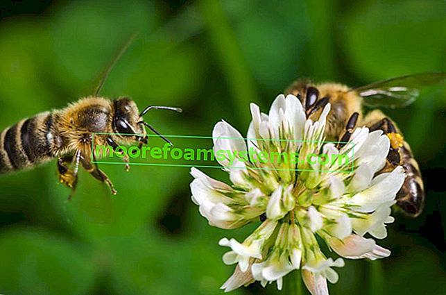 Včela letí nad květem jetele, stejně jako medonosné rostliny, luční rostliny a medové květy