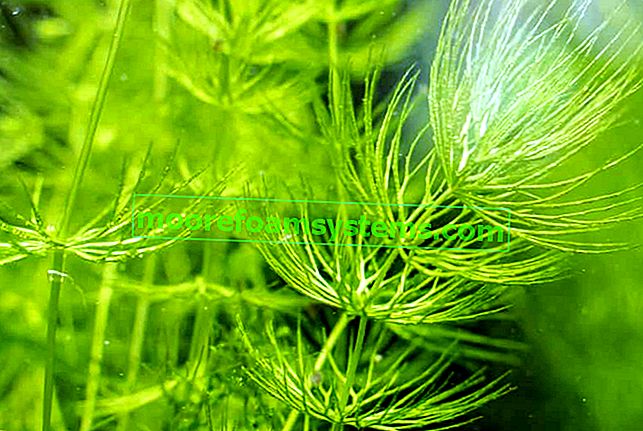 Toller stiff - растение за аквариум - засаждане, отглеждане, грижи