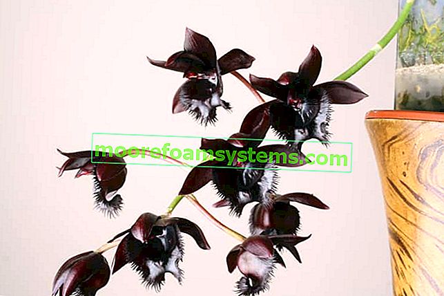 Černá orchidej v květináči