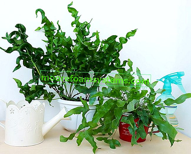 Flebodium - ferigă cu frunze mici de acasă - cultivare, îngrijire, fapte interesante 2
