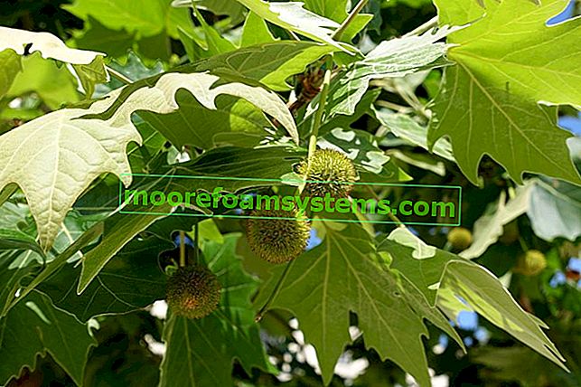 Platan javorového listu - odrůdy, pěstování, cena sazenic, nemoci, tipy 2