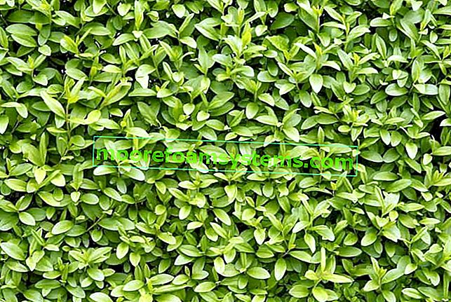 Evergreen biber - cene sadik, opis, gojenje žive meje, obrezovanje