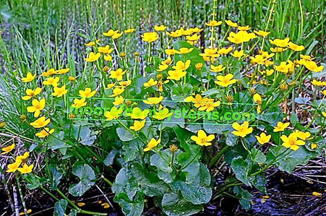 Marigolds (marsh marsh) - popis, výskyt, kultivace, péče, rady