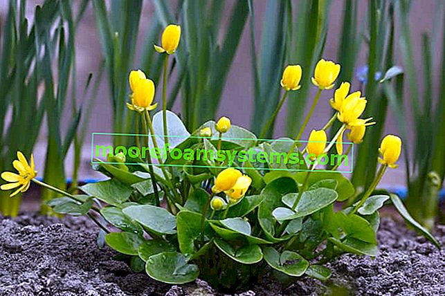 Marigolds (palude palustre): descrizione, occorrenza, coltivazione, cura, consiglio