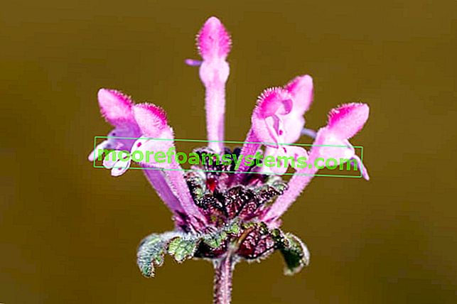 Lamium amplexicaule - uzgoj, primjena, savjeti