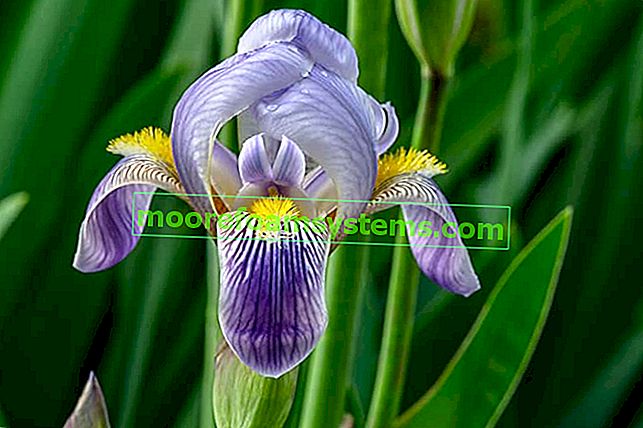 Bradata iris (bradata iris) - sorte, potaknjenci, gojenje, nega