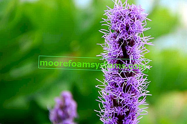 Il fiore viola della liatrice spiga durante la fioritura, le cui varietà sono molto interessanti e la cui coltivazione non è proprio complicata