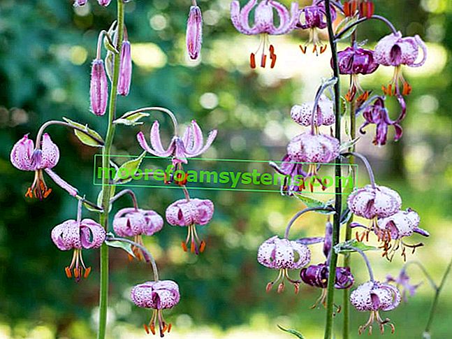 Goldhead lily (matragon lily) - popis, pěstování, péče, rady