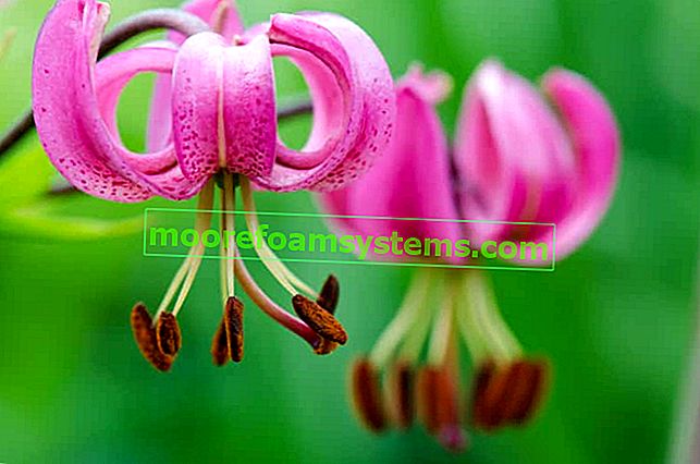 Goldhead lily (matragon lily) - popis, pěstování, péče, rady