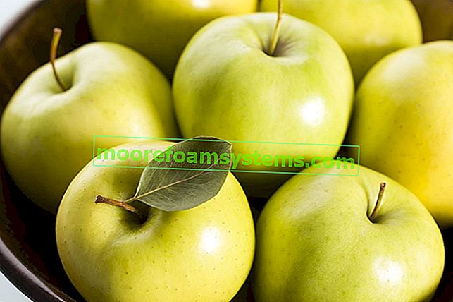 Golden Delicious - populární jabloň - pěstování, péče, tipy 2
