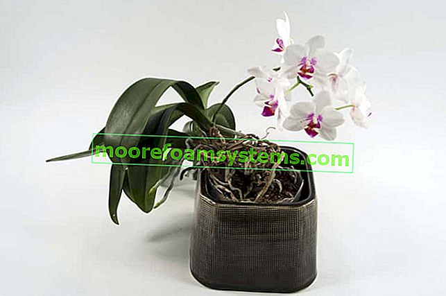 Reprodukce orchidejí - jak naočkovat orchidej krok za krokem