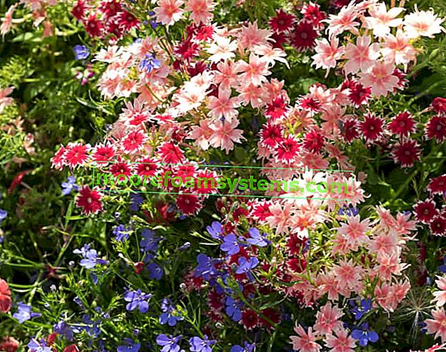 Csillagdombos phlox - egyéves kerti virág termesztése és gondozása 2