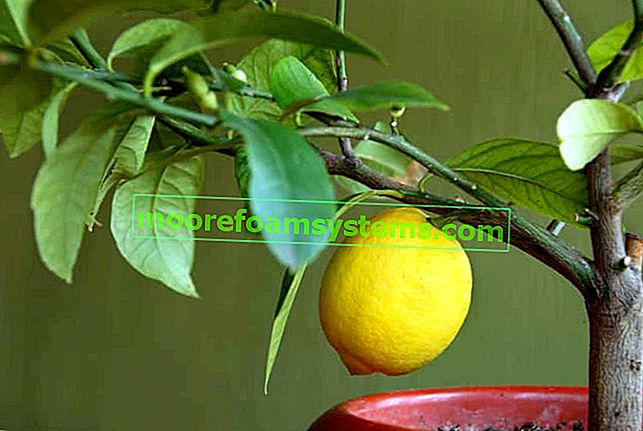 Skierniewice лимон - резници, отглеждане, грижи, резитба